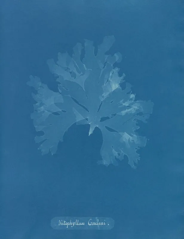 Nitophyllum Gmeleni Wall Art by Anna Atkins - High-Resolution Digital Print