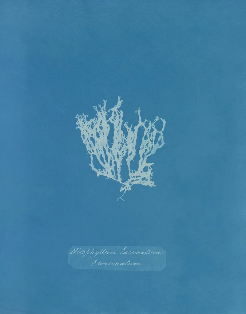Nitophyllum Laceratum S Uncinatum Wall Art by Anna Atkins - High-Resolution Digital Print