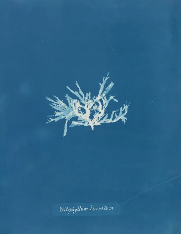 Nitophyllum Laceratum Wall Art by Anna Atkins - High-Resolution Digital Print
