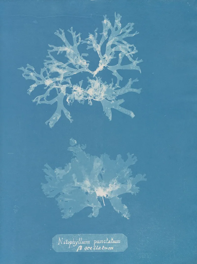 Nitophyllum Punctatum S Ocellatum Wall Art by Anna Atkins - High-Resolution Digital Print