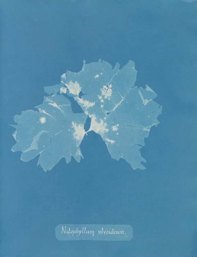 Nitophyllum Ulvoideum Wall Art by Anna Atkins - High-Resolution Digital Print