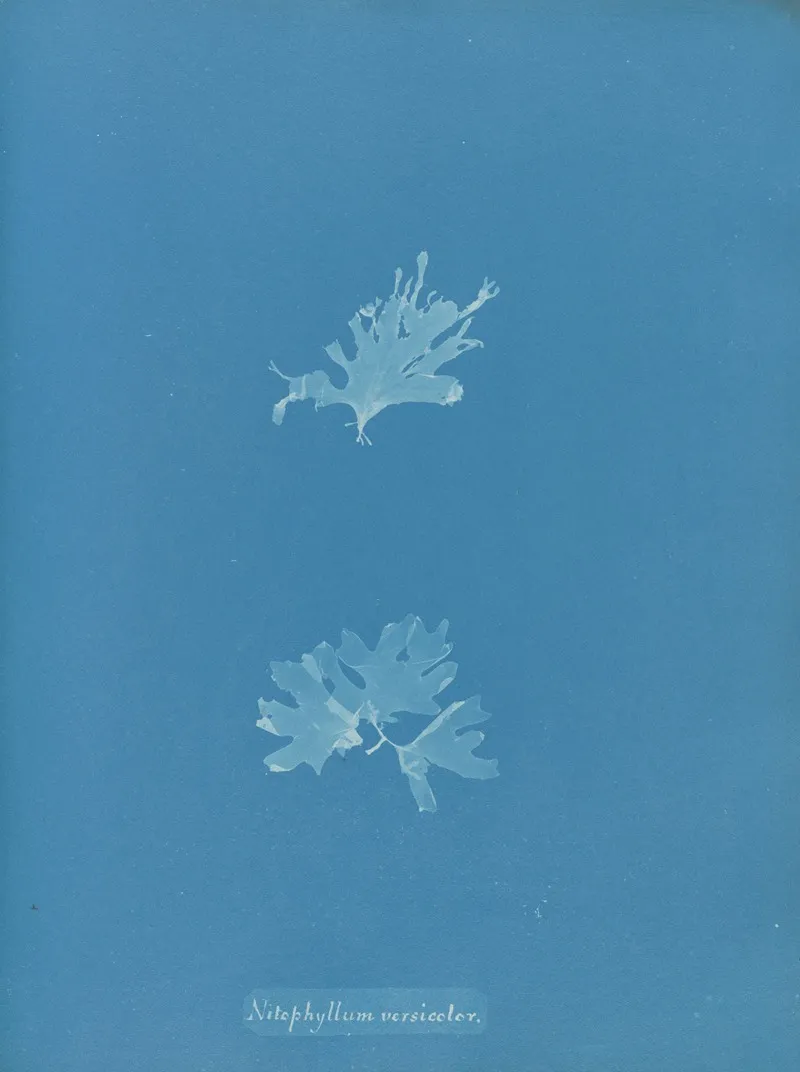 Nitophyllum Versicolor Wall Art by Anna Atkins - High-Resolution Digital Print