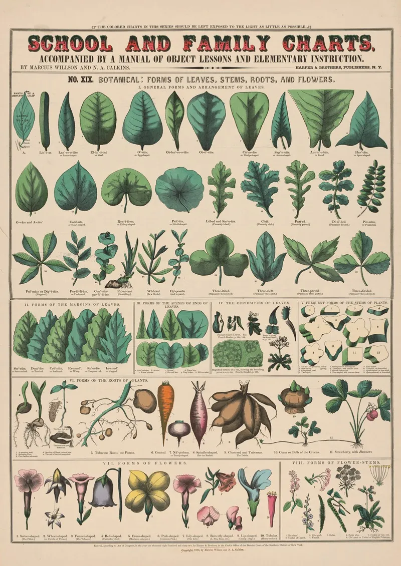 No Xix Botanical Wall Art by Marcius Willson - High-Resolution Digital Print