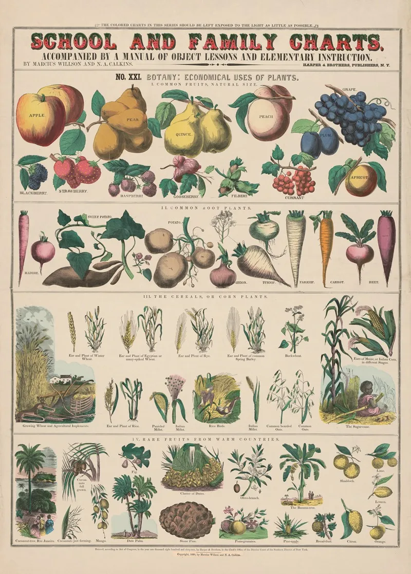 No Xxi Botany 2 Wall Art by Marcius Willson - High-Resolution Digital Print