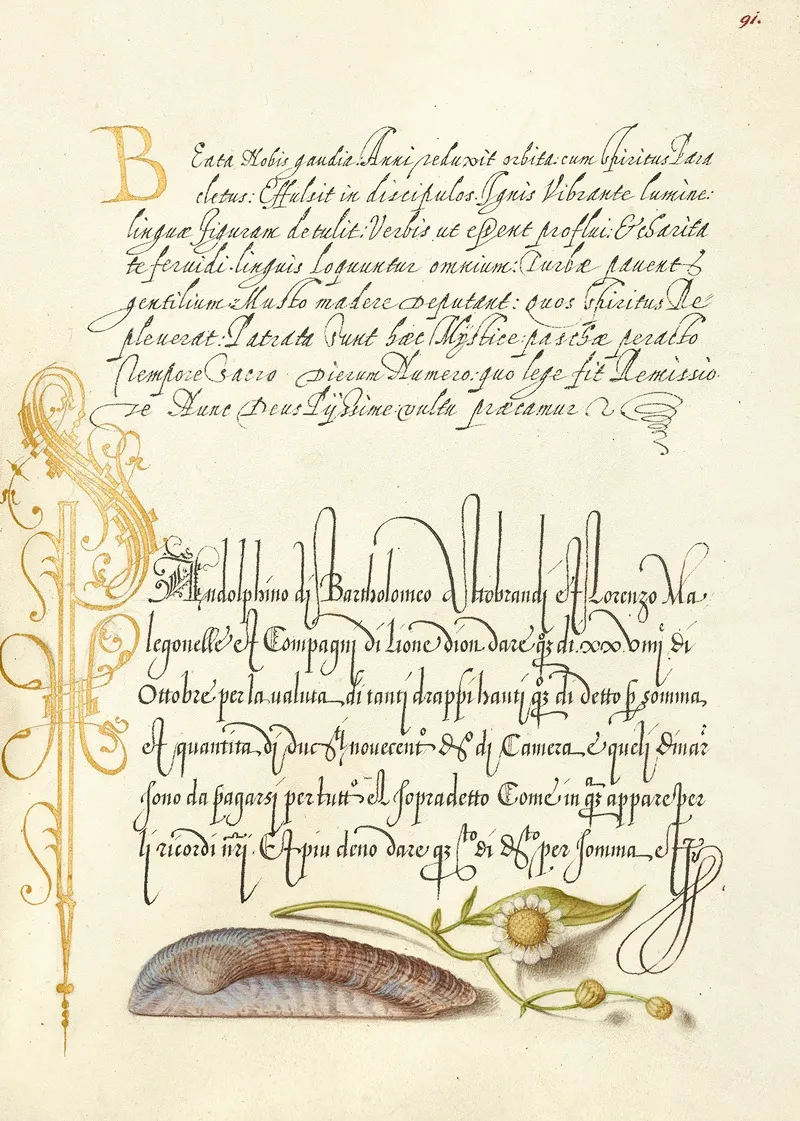 Noahs Ark Shell And Sneezewort