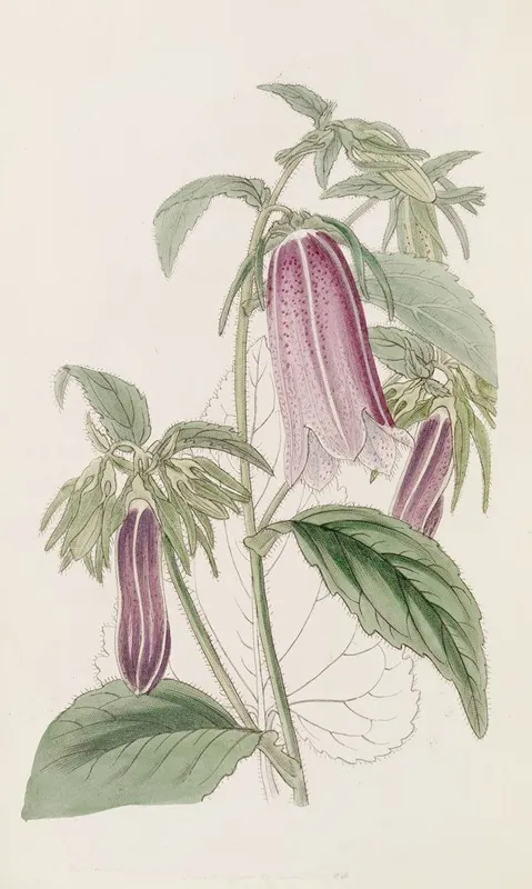 Noble Bell Flower Wall Art by Sydenham Edwards - High-Resolution Digital Print