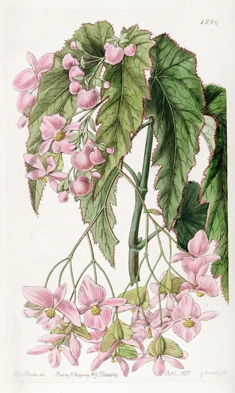 Noble Flowered Begonia Wall Art by Sydenham Edwards - High-Resolution Digital Print