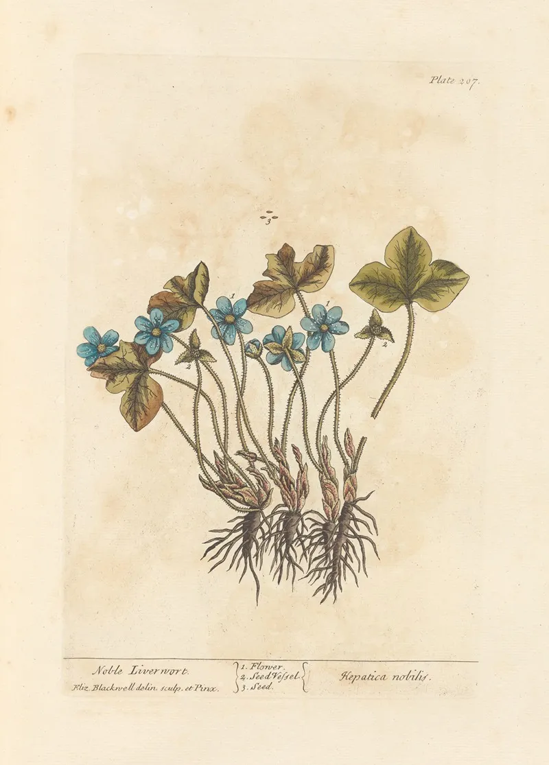 Noble Liverwort Wall Art by Elizabeth Blackwell - High-Resolution Digital Print