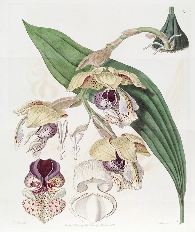 Noble Stanhopea Wall Art by Sydenham Edwards - High-Resolution Digital Print
