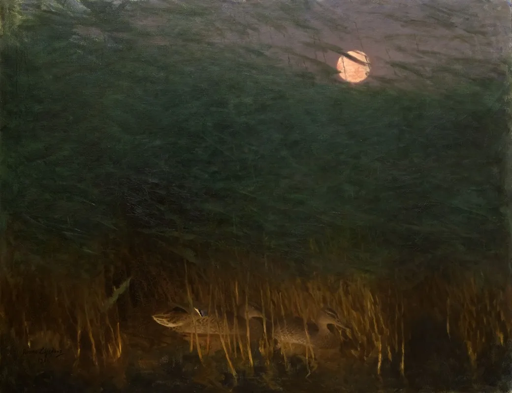 Nocturnal Mood With Wild Ducks
