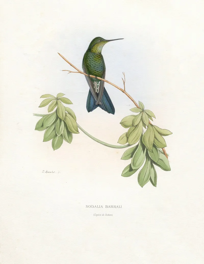 Nodalia Barrali Wall Art by Paul Eugène Mesplès - High-Resolution Digital Print