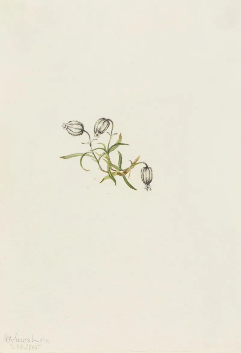 Nodding Campion Lychnis Apetala 2