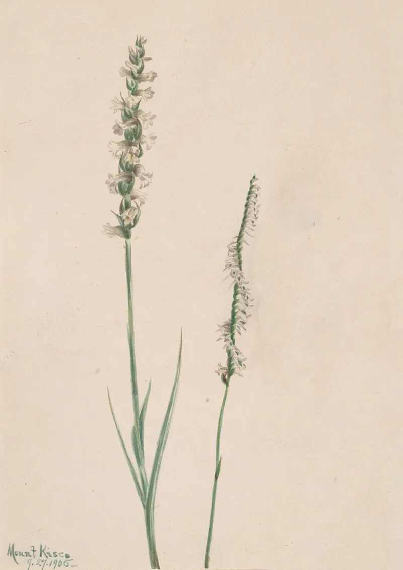 Nodding Ladies Tresses Ibidium Cernum