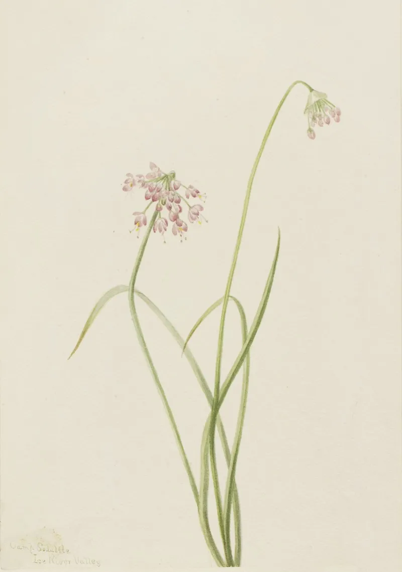 Nodding Onion Allium Cernuum 2