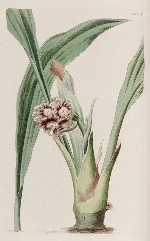 Nodding Tupistra Wall Art by Sydenham Edwards - High-Resolution Digital Print