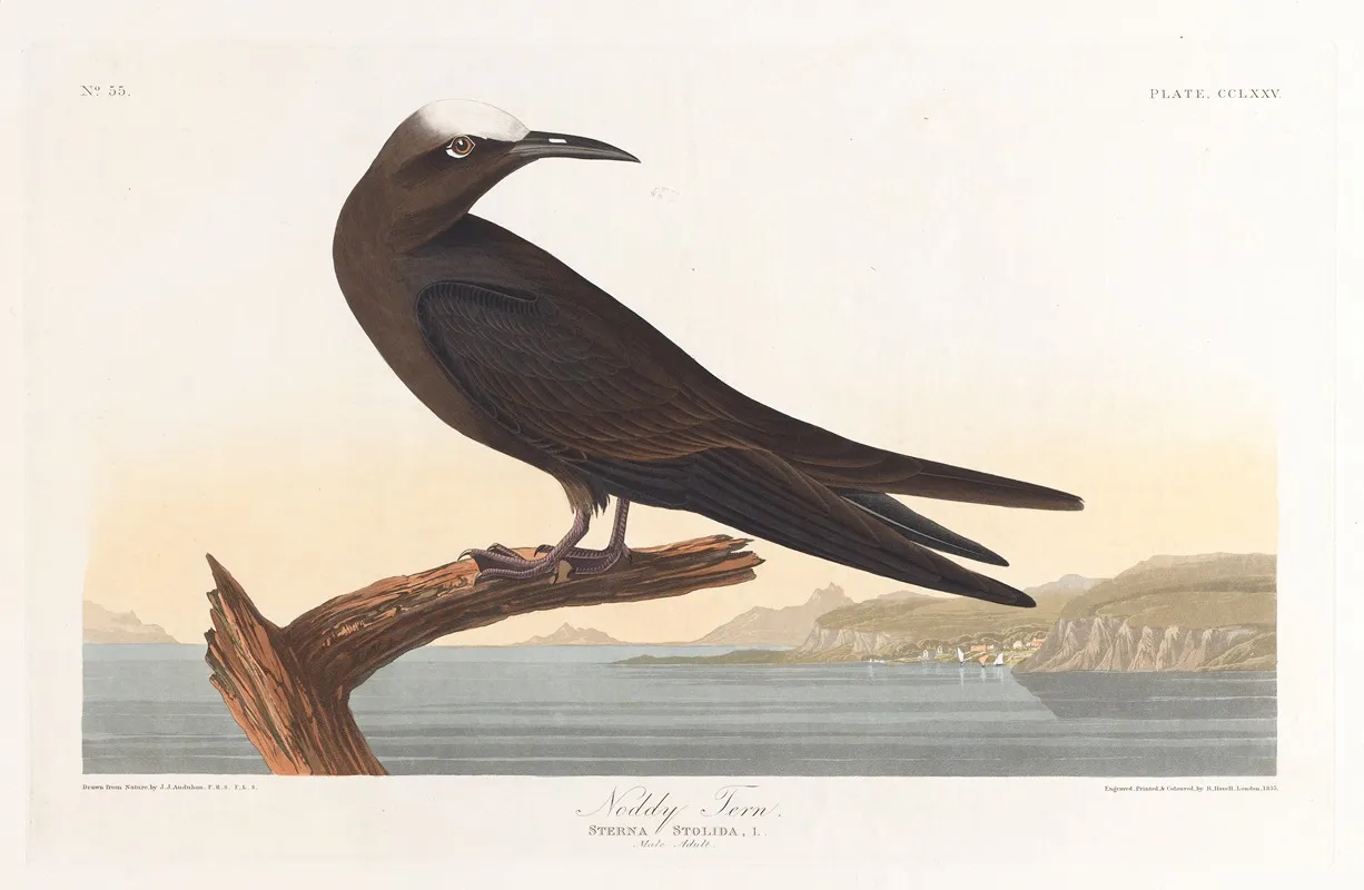 Noddy Tern Wall Art by John James Audubon - High-Resolution Digital Print