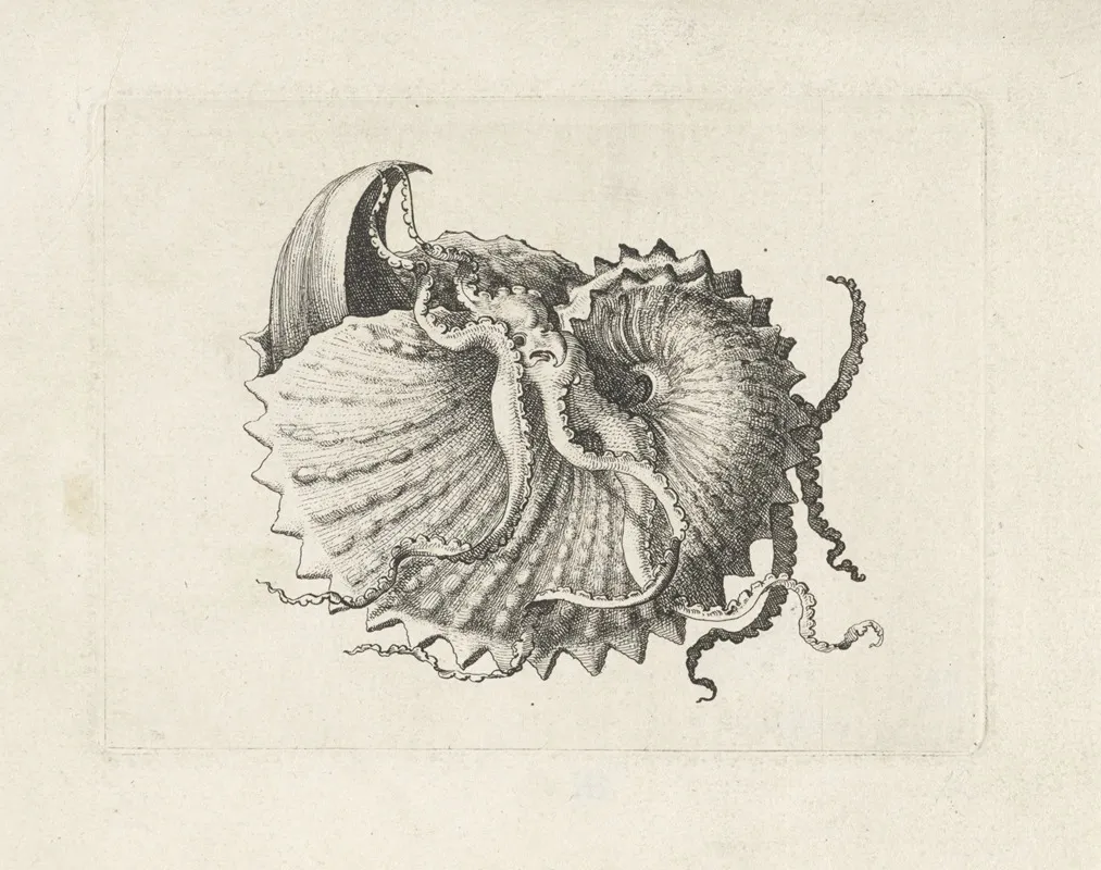 Nodose Paper Nautilus Argonauta Nodosa