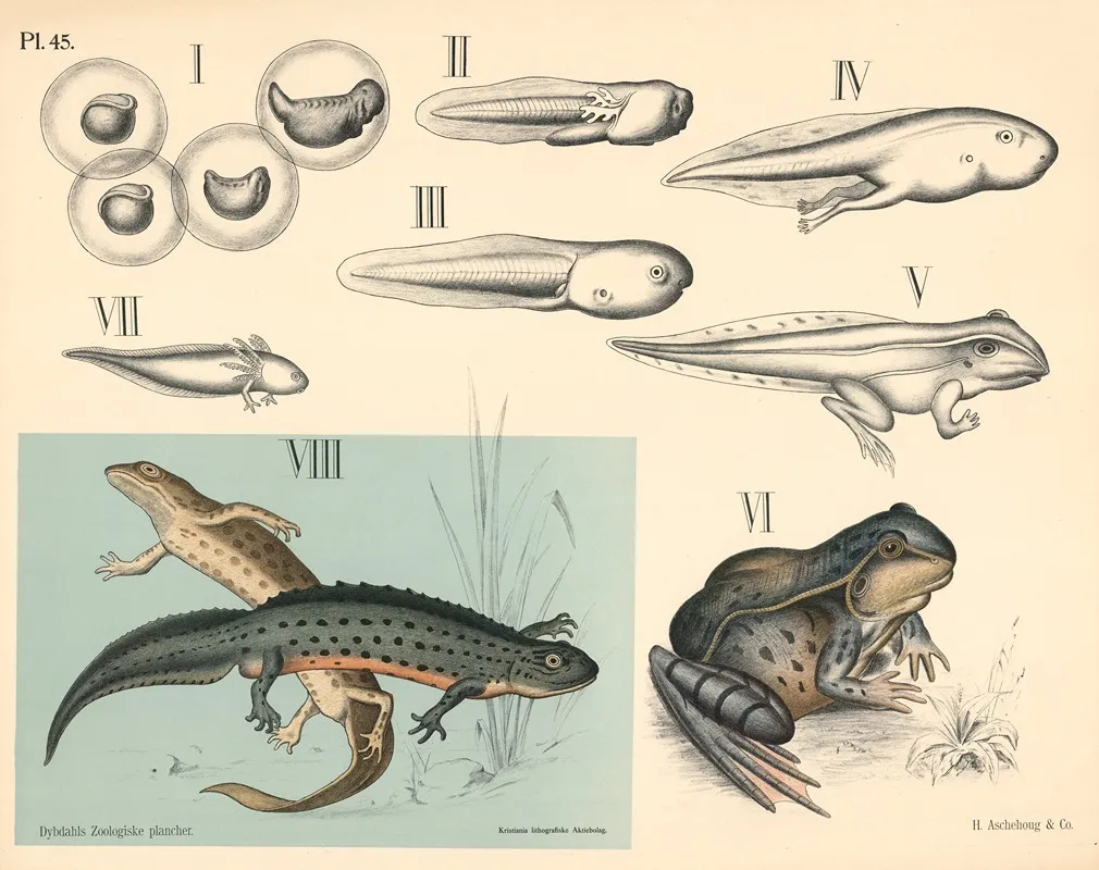 Nogenhudede Halelose Halefroske Og Fiske Froske Wall Art by Peter Dybdahl - High-Resolution Digital Print