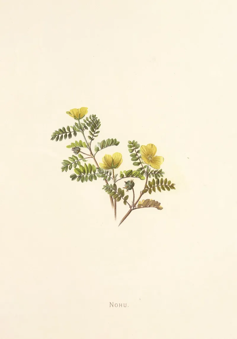 Nohu Wall Art by Isabella McHutcheson Sinclair - High-Resolution Digital Print