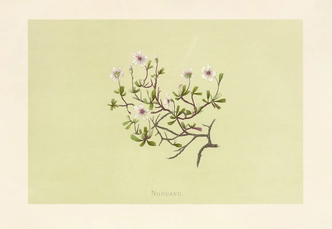 Nohuanu Wall Art by Isabella McHutcheson Sinclair - High-Resolution Digital Print
