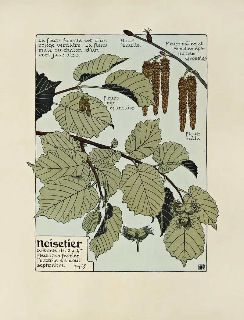 Noisetier Wall Art by Maurice Pillard Verneuil - High-Resolution Digital Print