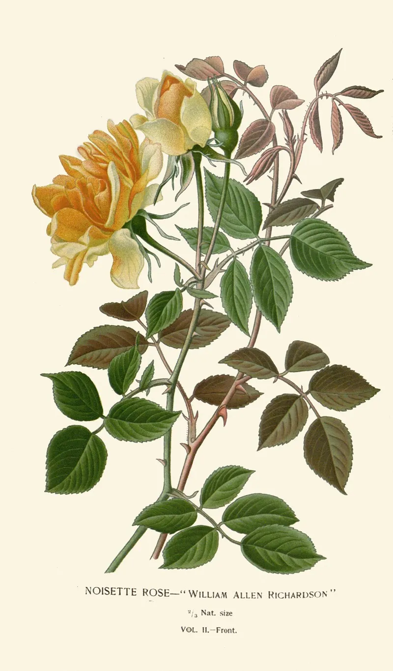 Noisette Rose Wall Art by Edward Step - High-Resolution Digital Print