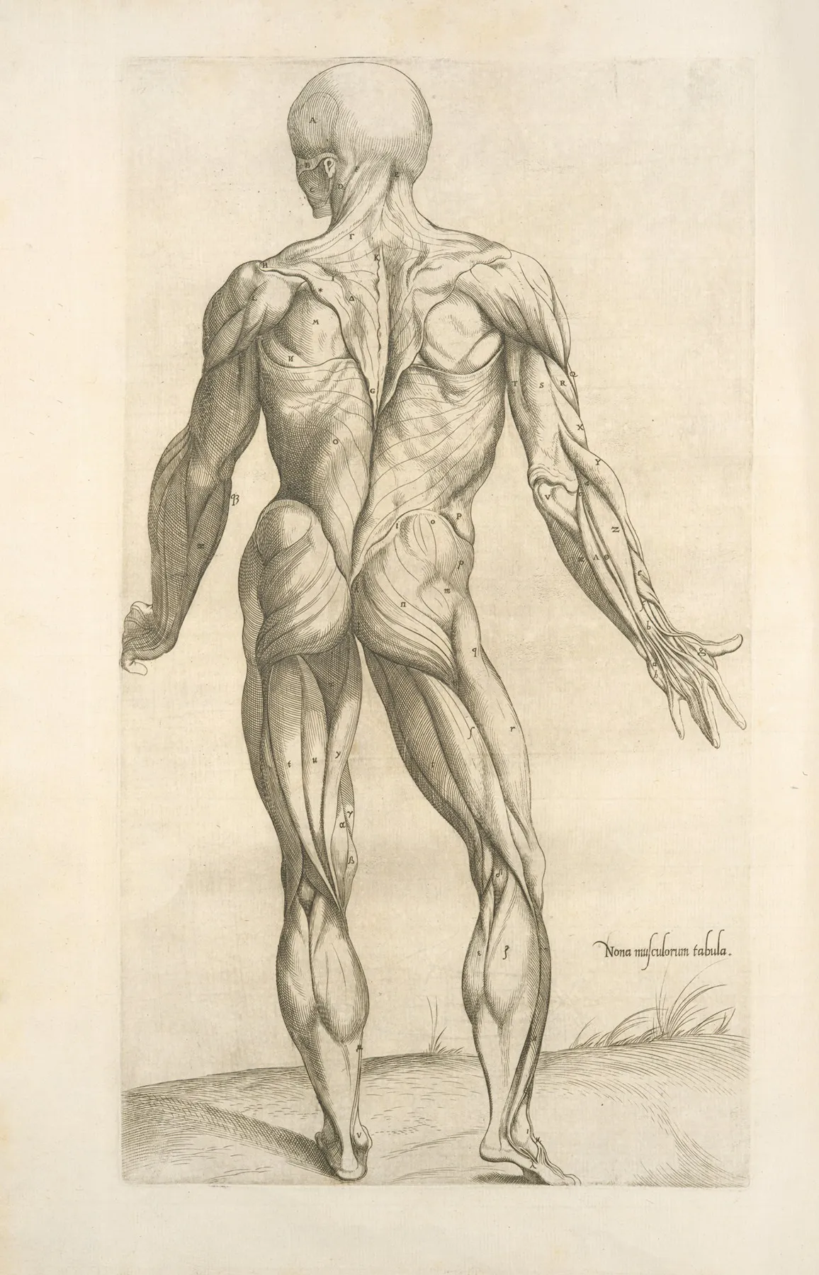 Nona Musculorum Tabula Rear View Of The Body Muscles