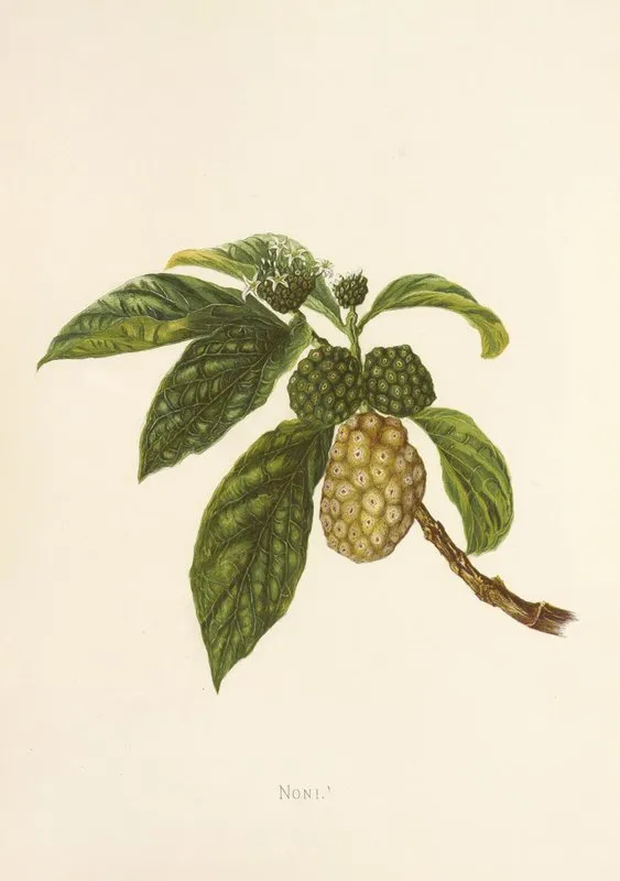 Noni Wall Art by Isabella McHutcheson Sinclair - High-Resolution Digital Print