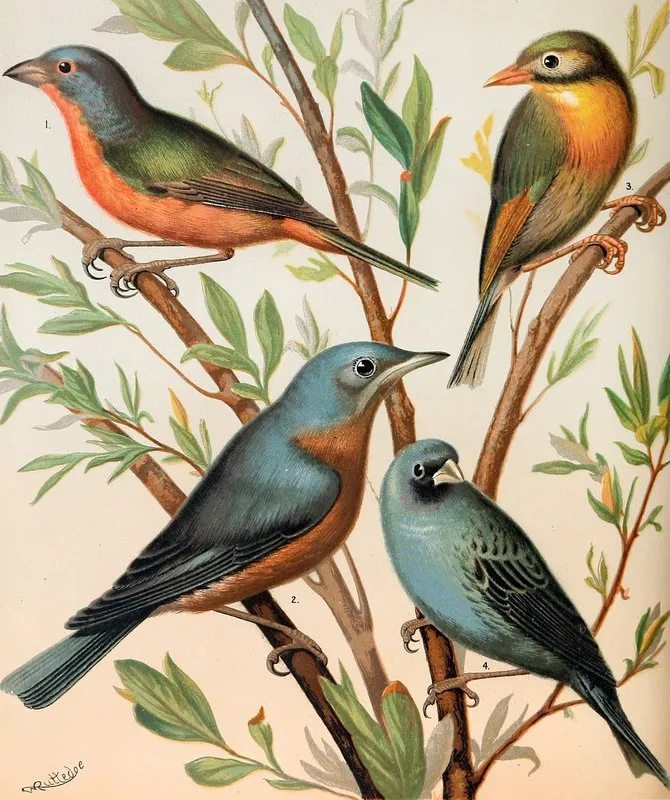Nonpareil Finch Pekin Nightingale Common Blue Bird Indigo Bird Wall Art by W. A . Blakston - High-Resolution Digital Print