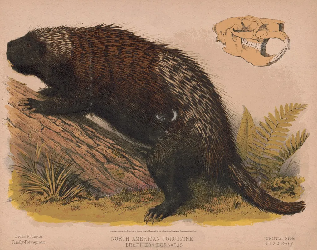 North American Porcupine Erethizon Dorsatus