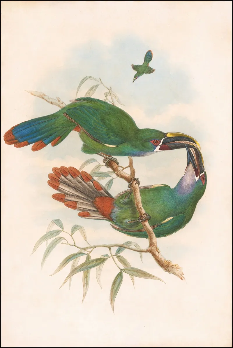 Northern Andean Or Grey Throated Toucanet Aulacorhynchus Albivitta Or Griseigularis Wall Art by William Matthew Hart - High-Resolution Digital Print