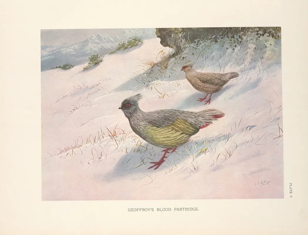 Northern Blood Partridge Ithagenes Sinensis Wall Art by George Edward Lodge - High-Resolution Digital Print