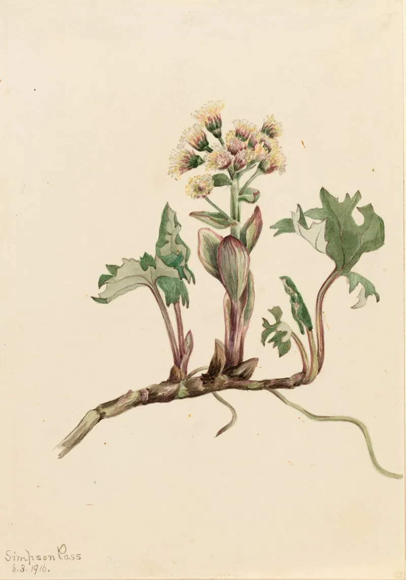 Northern Butterbur Petasites Hyperboreus 2