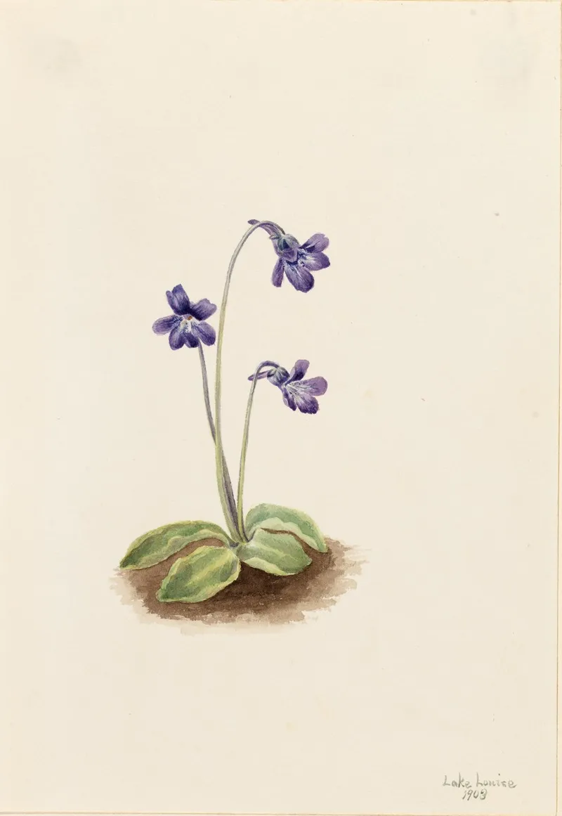 Northern Butterwort Pinguicula Vulgaris 2