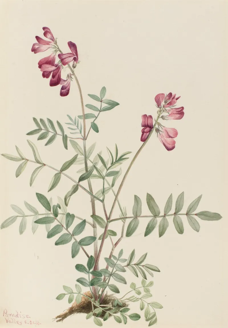Northern Hedysarum Hedysarum Boreale