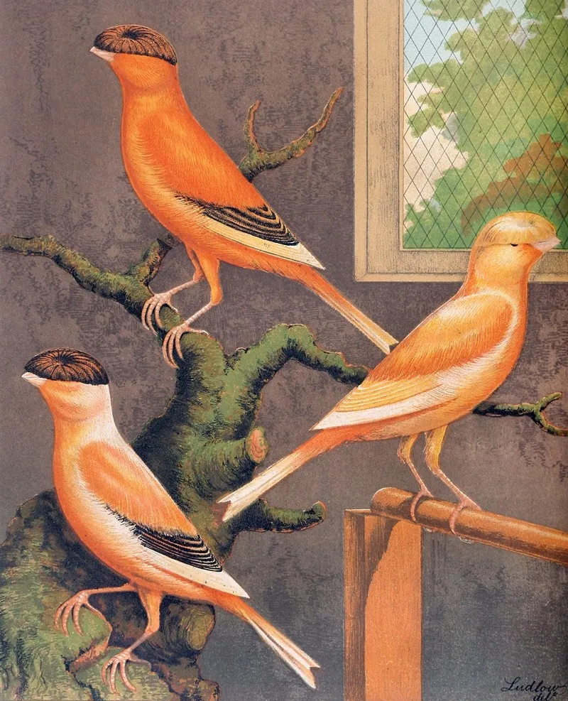 Norwich Canaries Evenly Marked Crested Yellow Grey Crested Buffevenly Marked Crested Buff Wall Art by W. A . Blakston - High-Resolution Digital Print