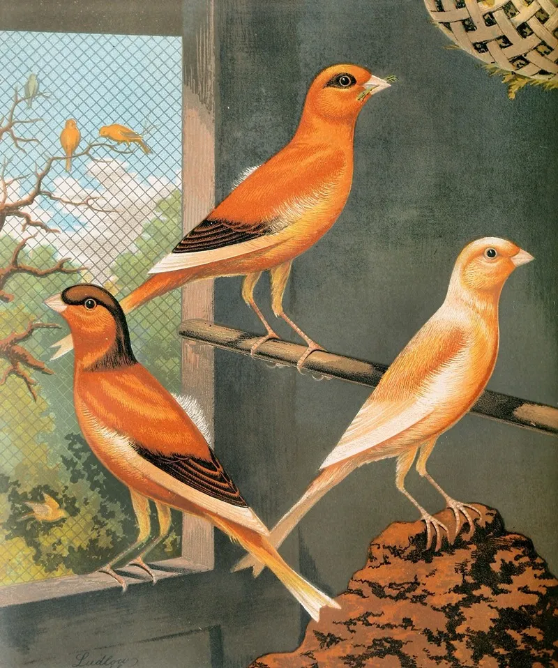 Norwich Canaries Variegated Yellowclear Buff And Evenly Marked Yellow Wall Art by W. A . Blakston - High-Resolution Digital Print