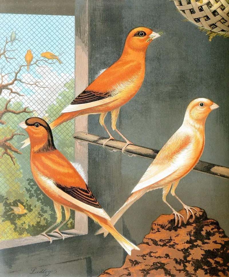 Norwich Canaries Wall Art by W. A . Blakston - High-Resolution Digital Print