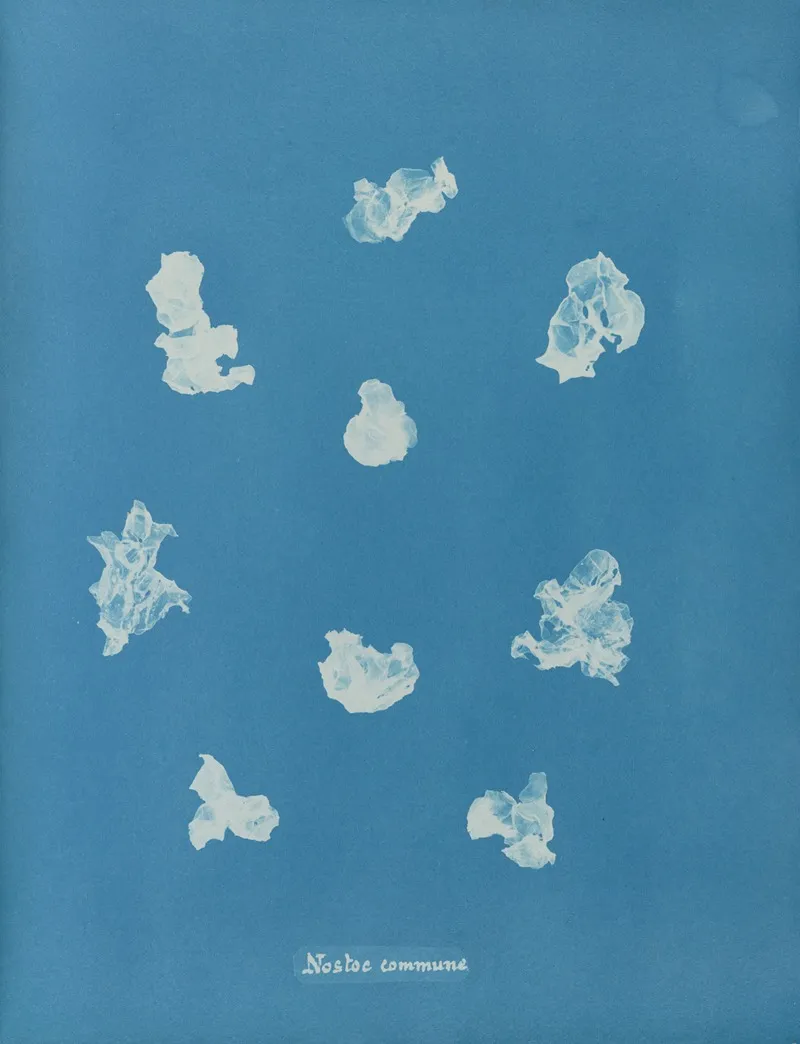 Nostoe Commune Wall Art by Anna Atkins - High-Resolution Digital Print