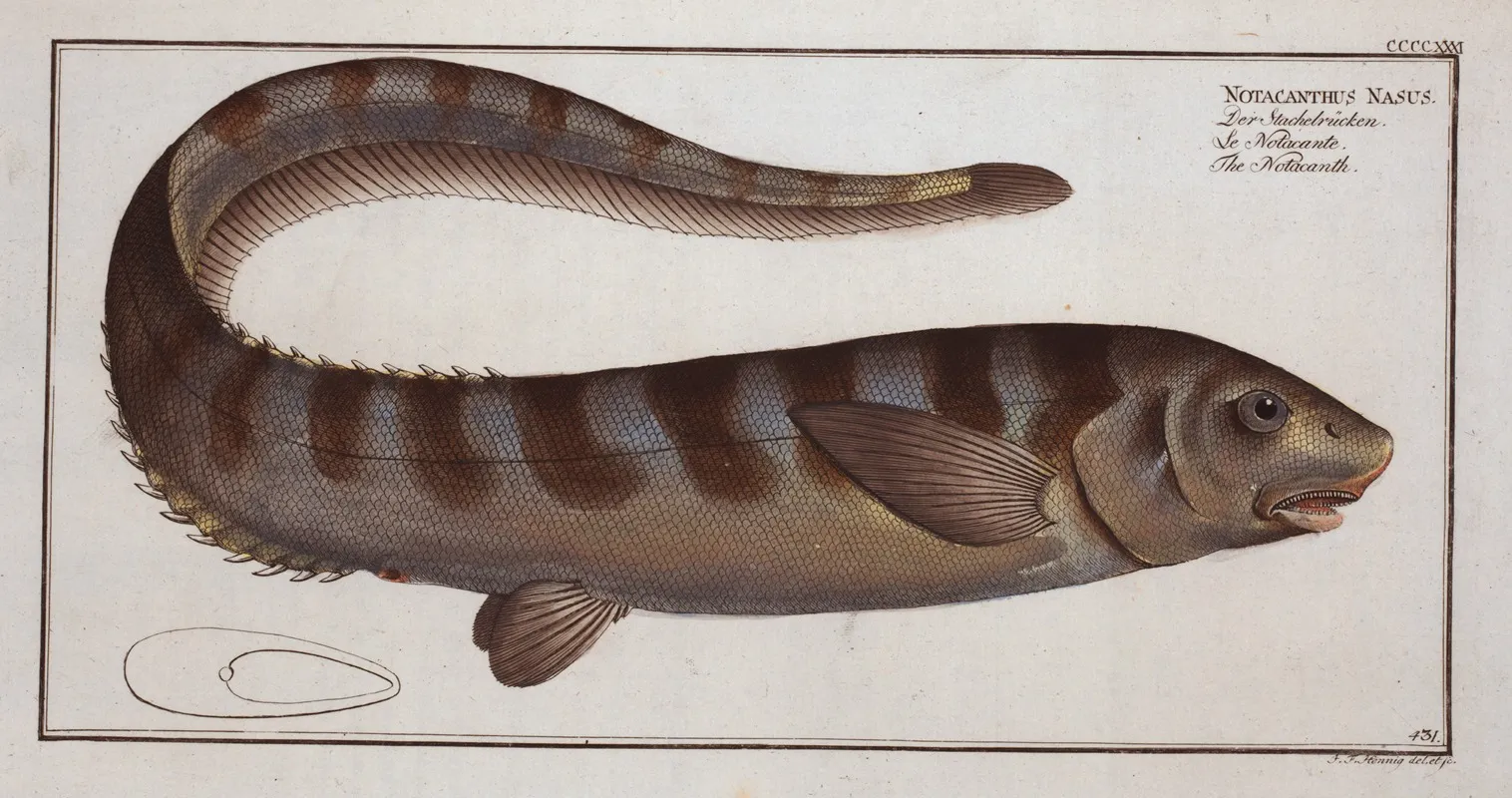 Notacanthus Nasus The Notacanth Wall Art by Marcus Elieser Bloch - High-Resolution Digital Print