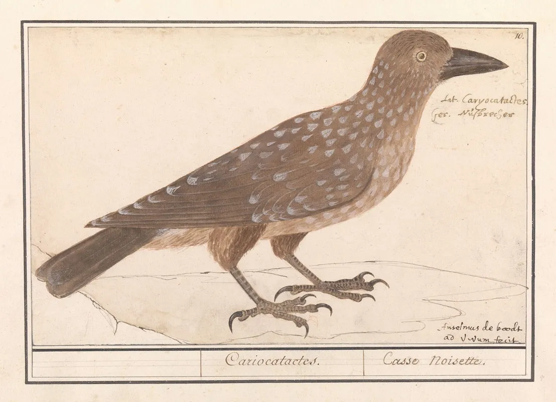Notenkraker Nucifraga Caryocatactes Wall Art by Anselmus Boëtius de Boodt - High-Resolution Digital Print