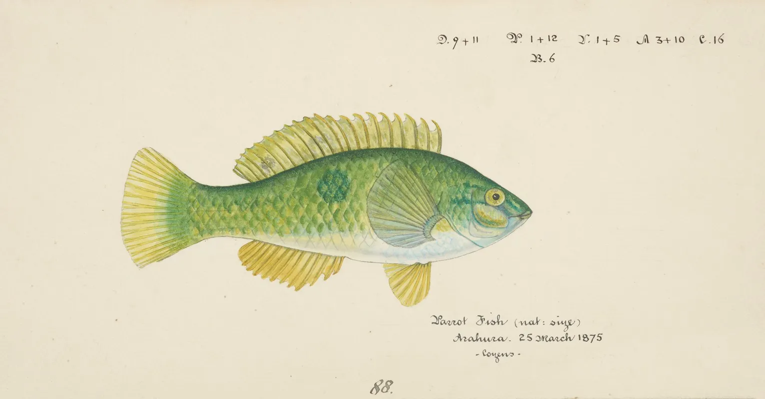 Notolabrus Celidotus Nz Wrasse 2