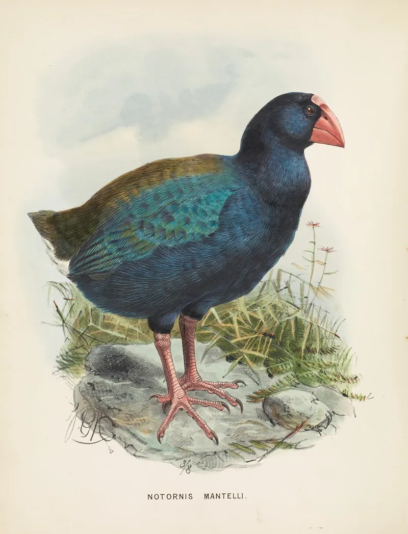 Notornis Mantelli Wall Art by John Gerrard Keulemans - High-Resolution Digital Print