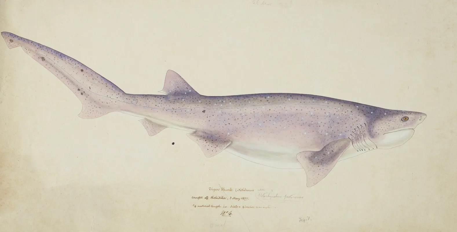 Notorynchus Cepedianus Nz Broadsnouted Seven Gill Shark