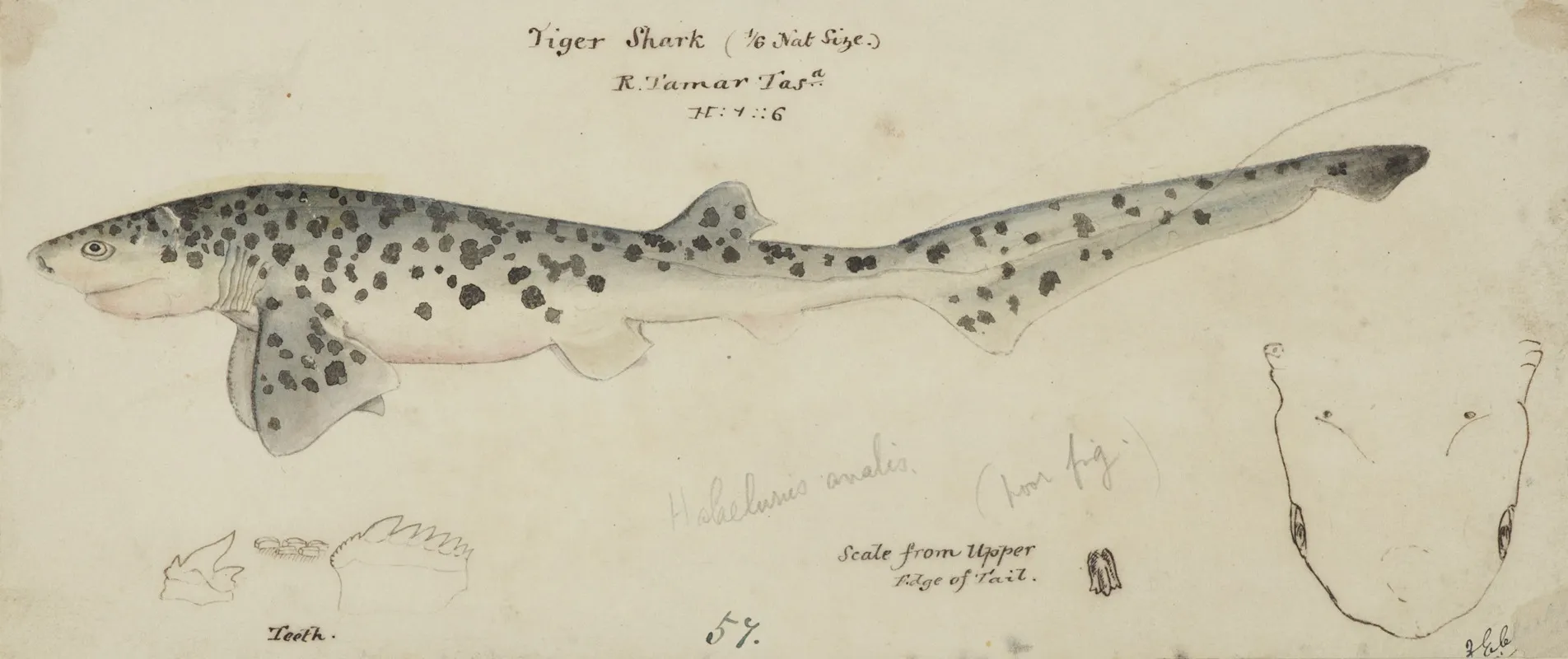Notorynchus Cepedianus Tas Broad Seven Gill Shark