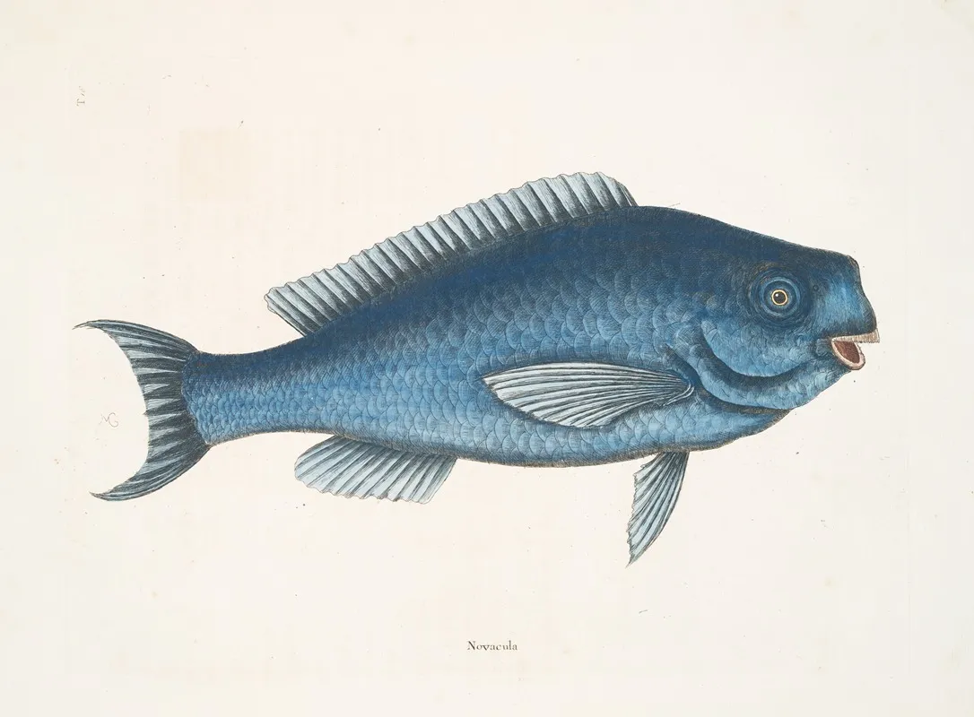 Novacula The Blue Fish Wall Art by Mark Catesby - High-Resolution Digital Print