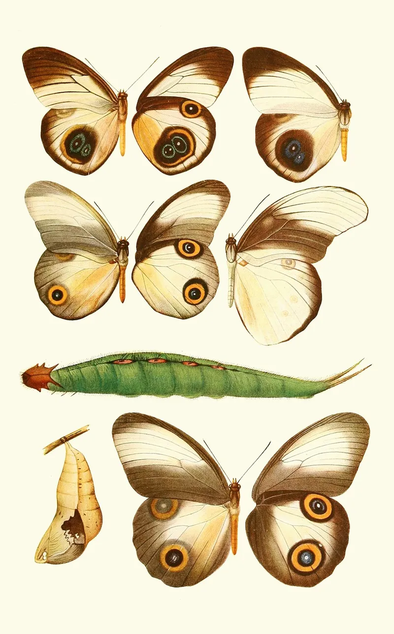 Novitates Zoologicae Pl 1 Wall Art by Lionel Walter Rothschild - High-Resolution Digital Print