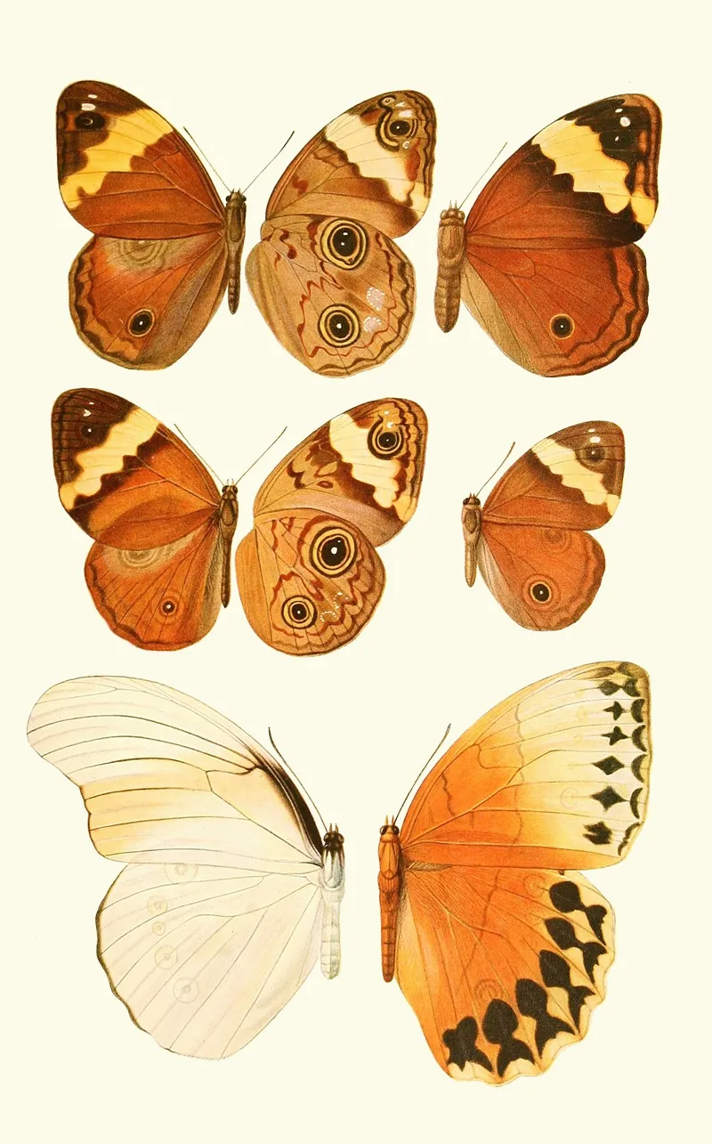 Novitates Zoologicae Pl 2 Wall Art by Lionel Walter Rothschild - High-Resolution Digital Print