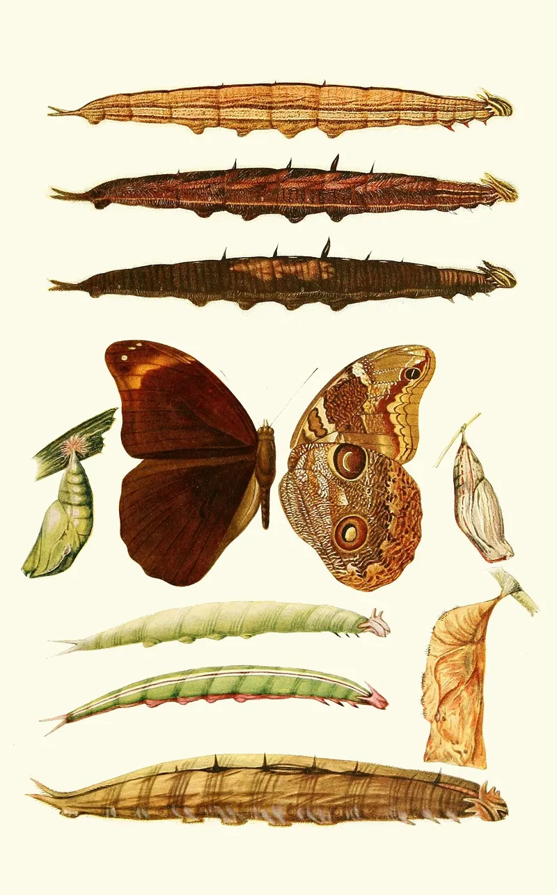 Novitates Zoologicae Pl 3 Wall Art by Lionel Walter Rothschild - High-Resolution Digital Print