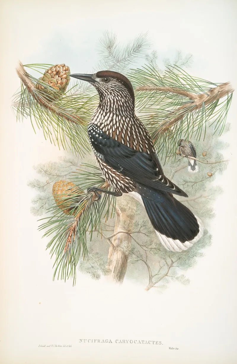 Nucifraga Caryocatactes Nutcracker Wall Art by John Gould - High-Resolution Digital Print